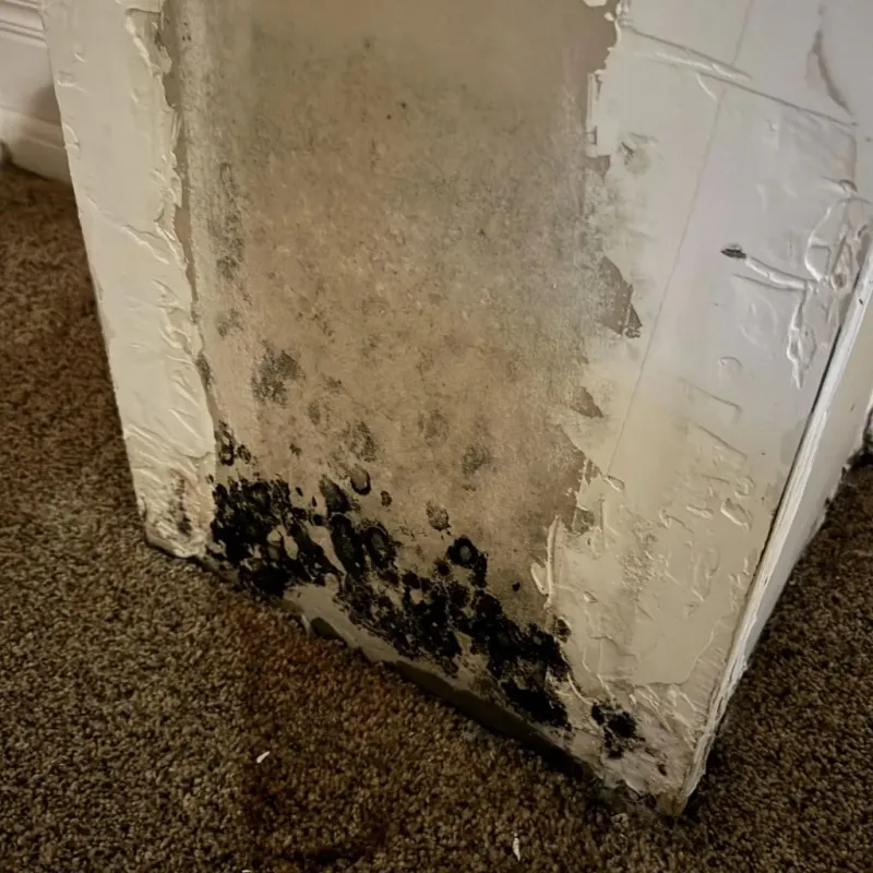 Professional Mold Removal in Hampstead, NH